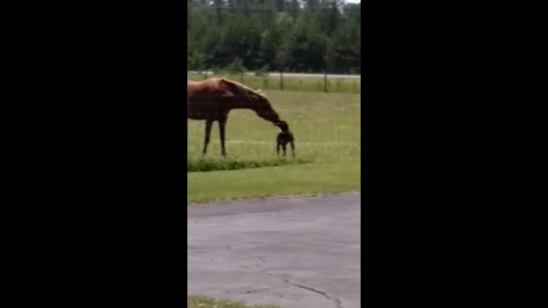 Le chien court hors de la maison avec une carotte pour son meilleur ami cheval: Quel chiot intelligent